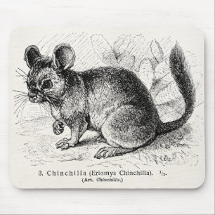 Tapis De Souris Illustration vintage de chinchillas de chinchilla