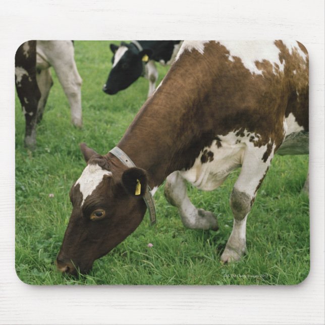 Tapis De Souris ima28991 (Devant)