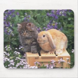 Tapis De Souris Image d'un chaton et d'une position de lapin