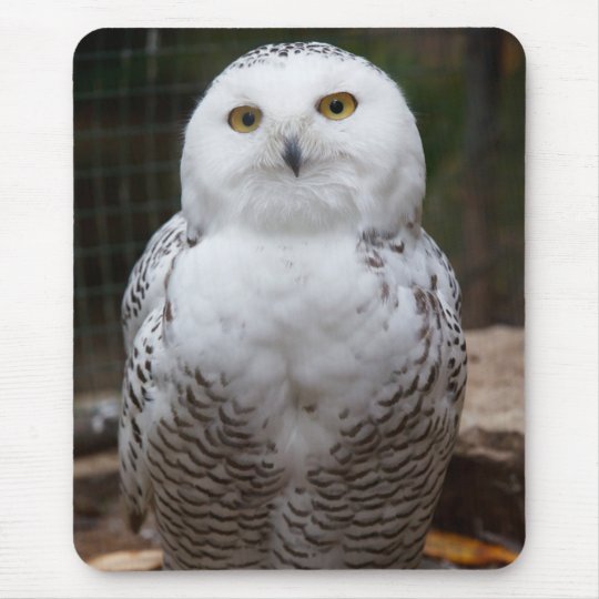 Tapis De Souris Image Lumineuse De Yeux De Beau Hibou Blanc Mignon Zazzle Fr Tapis De Souris Image Lumineuse De Yeux De Beau Hibou Blanc Mignon Zazzle Fr