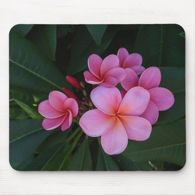 Tapis De Souris Images de fleurs de plumeria rose (Devant)