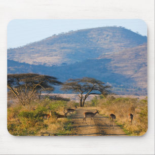Tapis De Souris Impala (Aepyceros Melampus), Hluhluwe-Umfolozi