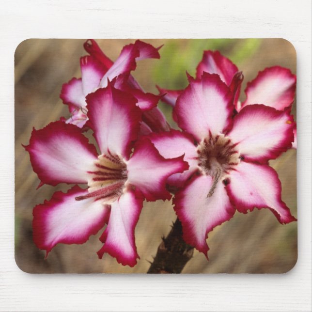 Tapis De Souris Impala Lily (Adenium Multiflorum), Kruger (Devant)