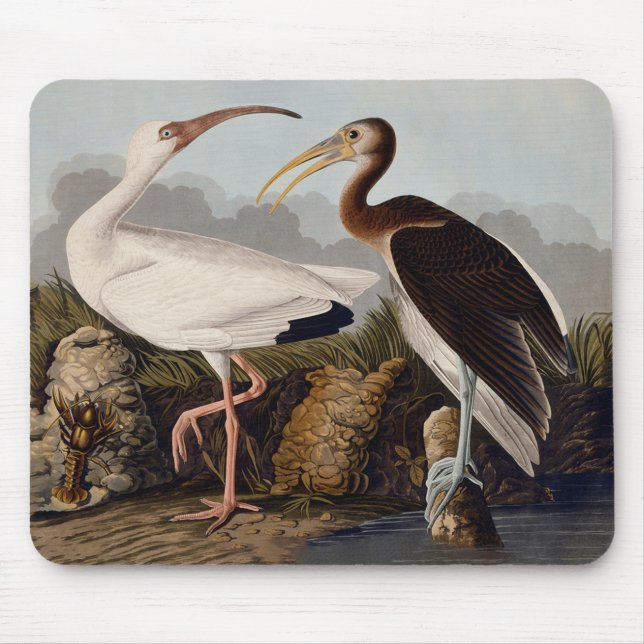 Tapis De Souris Impression d'oiseau Ibis blanc de John James Audub (Devant)