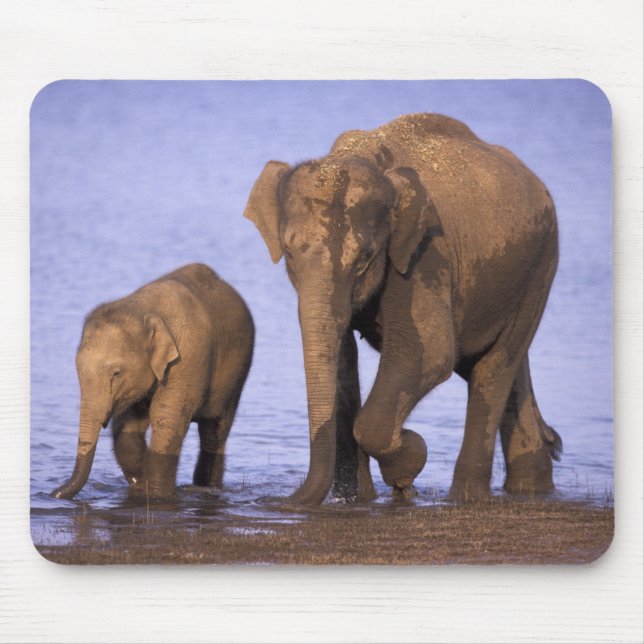 Tapis De Souris Inde, Parc national de Nagarhole. Eléphant d'Asie (Devant)