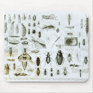 Tapis De Souris Insectes d'entomologie
