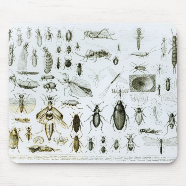 Tapis De Souris Insectes d'entomologie (Devant)