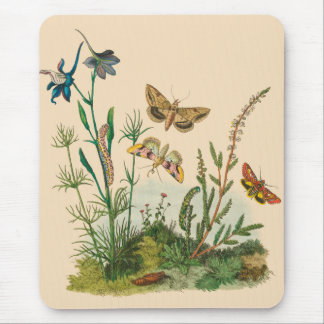 Tapis De Souris Insectes vintages, Papillons, Caterpillar