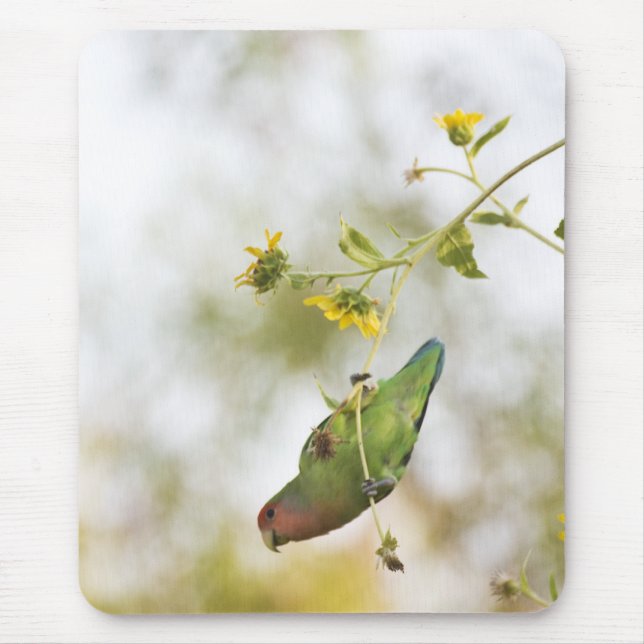 Tapis De Souris inséparable à visage pêche (Devant)