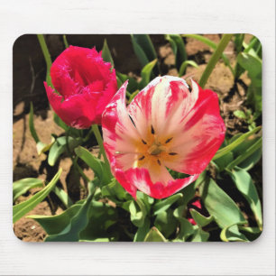 Tapis De Souris Inside a Pink & White Tulip