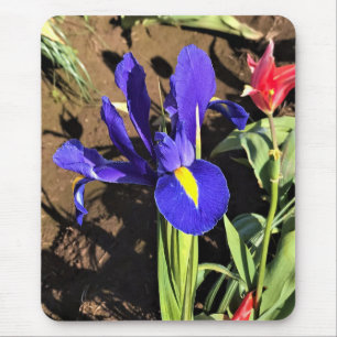 Tapis De Souris Iris à Tulip Field, Woodburn, Oregon