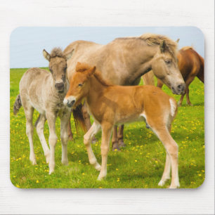 Tapis De Souris Islande. Dyrholaey. Poulains de cheval islandais