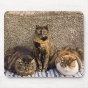 Tapis De Souris Italie, Cinque Terre, Vernazza. Trois chats