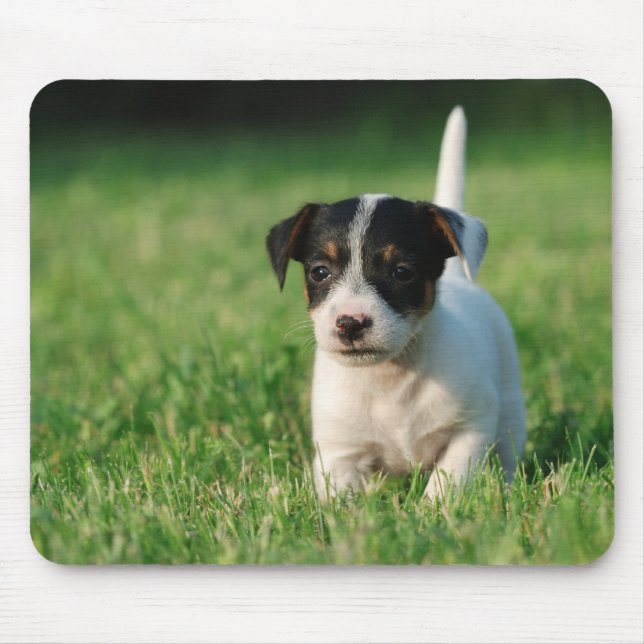 Tapis De Souris Jack Russell Terrier puppy (Devant)