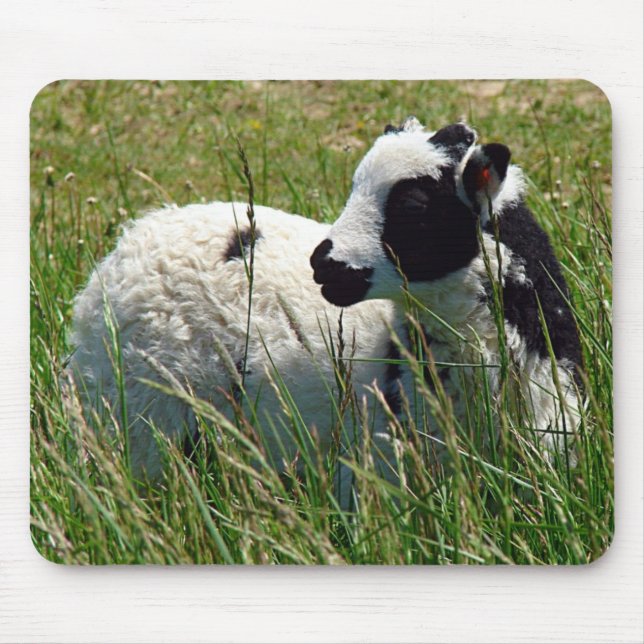 Tapis De Souris Jacob Ram Lamb (Devant)