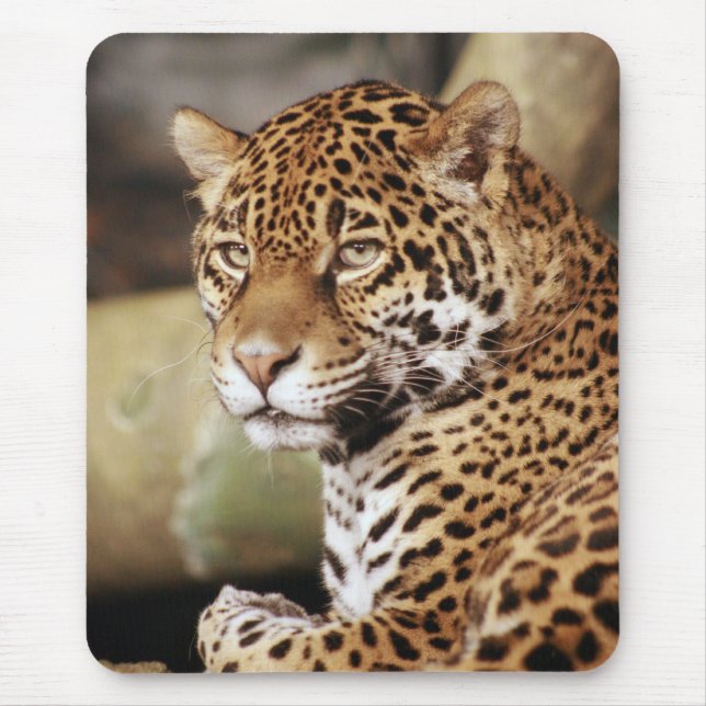 Tapis De Souris Jaguar Mousepad (Devant)
