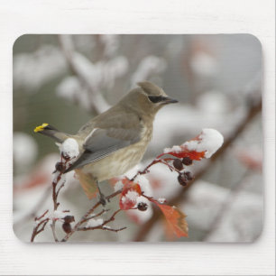 Tapis De Souris Jaseur d'Amérique adulte sur aubépine avec neige