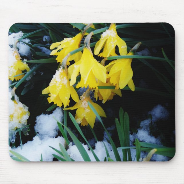 Tapis De Souris Jaune Daffodils fleurs dans la neige (Devant)