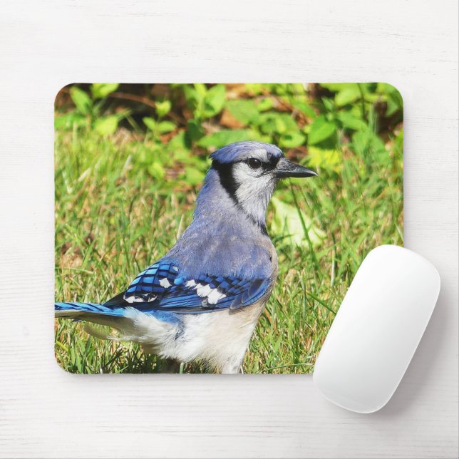 Tapis De Souris Jay bleu du nord (Avec souris)