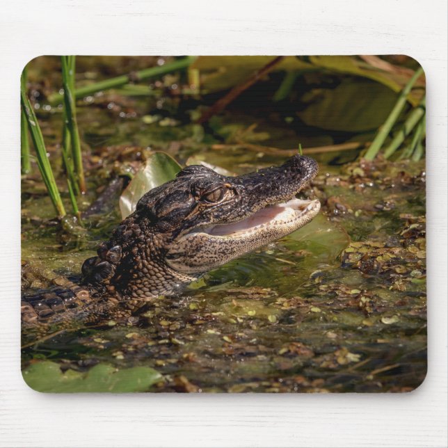 Tapis De Souris Jeune Alligator (Devant)