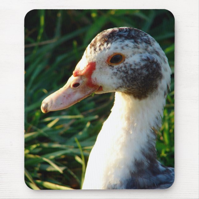 Tapis De Souris Jeune cane Muscovy Hen (Devant)