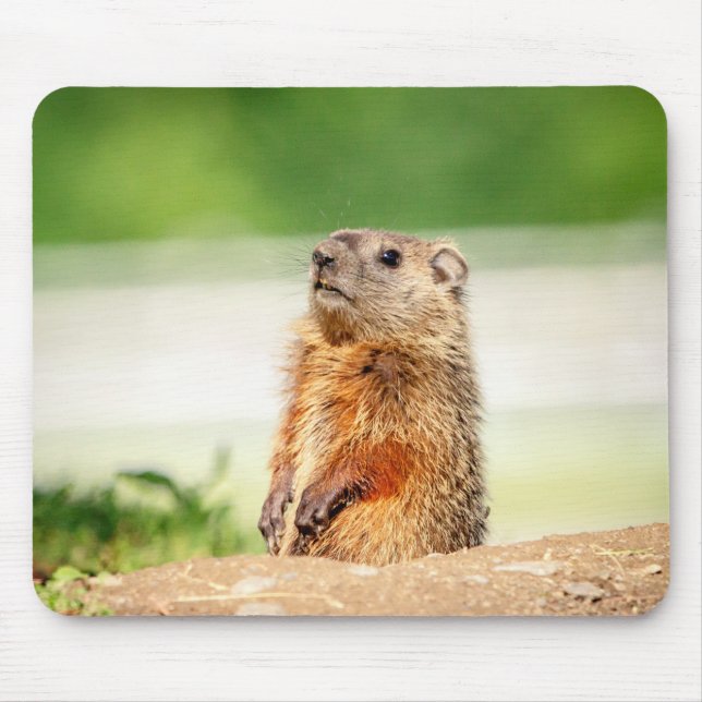 Tapis De Souris Jeune marmotte (Devant)