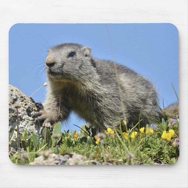 Tapis De Souris Jeune marmotte alpine (Devant)