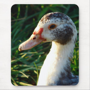 Tapis De Souris Jeune Muscovy Hen Duck
