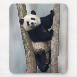 Tapis De Souris Jeune panda grimpant à un arbre, Chine