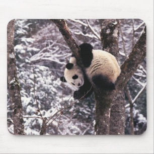 Tapis De Souris Jeune panda jouant sur un arbre recouvert de neige