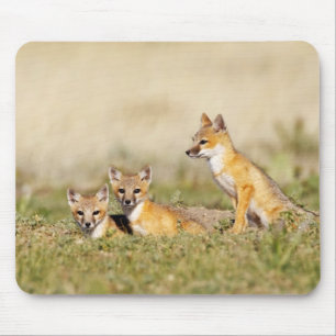 Tapis De Souris Jeune renard véloce (Vulpes macrotis) au terrier, 