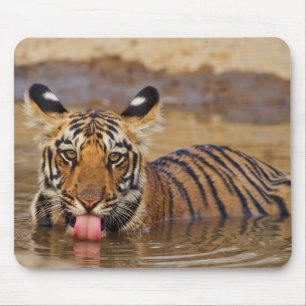 Tapis De Souris Jeune tigre du Bengale royal, buvant de l'eau