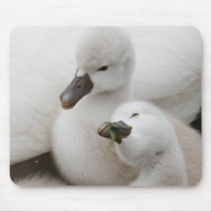 Tapis De Souris Jeunes cygnes de cygne muet