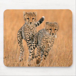 Tapis De Souris Jeunes guépards (Acinonyx Jubatus) en train de cou