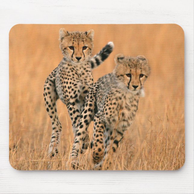 Tapis De Souris Jeunes guépards (Acinonyx Jubatus) en train de cou (Devant)