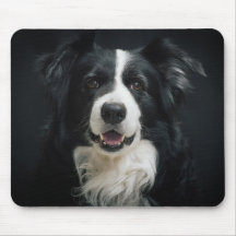 Joli Border Collie
