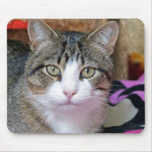 Tapis De Souris Joli chat