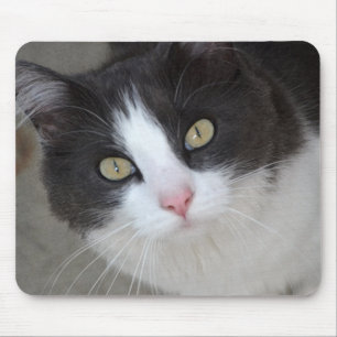Tapis De Souris Joli chat gris et blanc