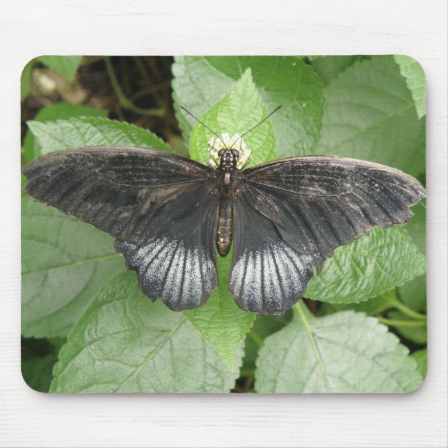 Tapis De Souris Joli Papillon Tropical et Fleurs Mousepad (Devant)
