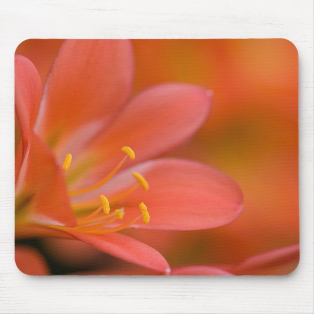 Tapis De Souris Jolie Fleur Rouge Clivia (Devant)