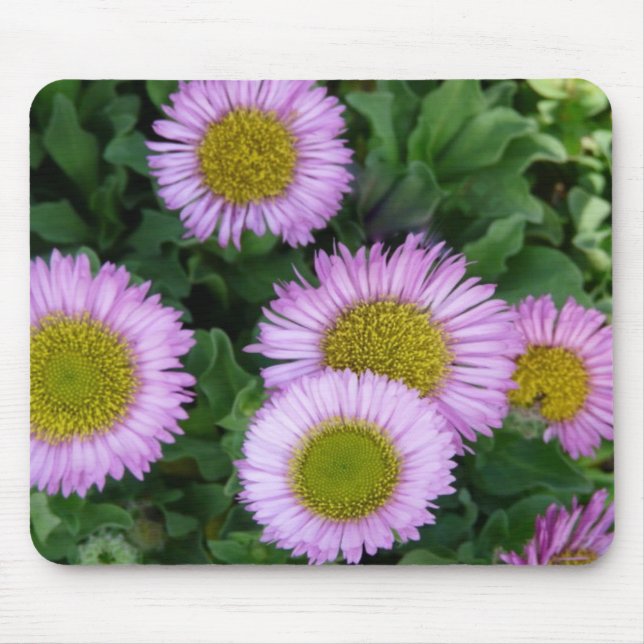 Tapis De Souris Jolie Lavender Erigeron Flowers (Devant)