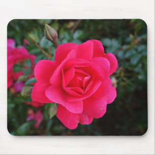 Tapis De Souris jolie photographie de fleur de rose rose