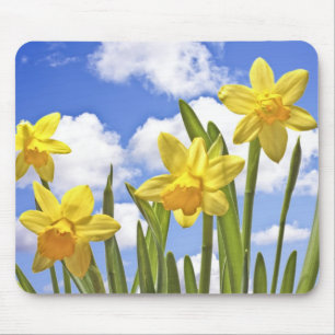 Tapis De Souris Jonquilles jaunes au printemps dans Pays-Bas