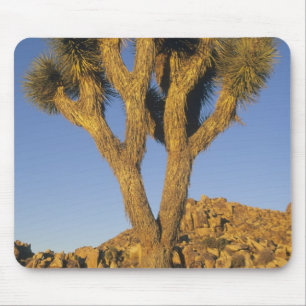 Tapis De Souris Joshua Tree, Yucca brevifolia), et granite