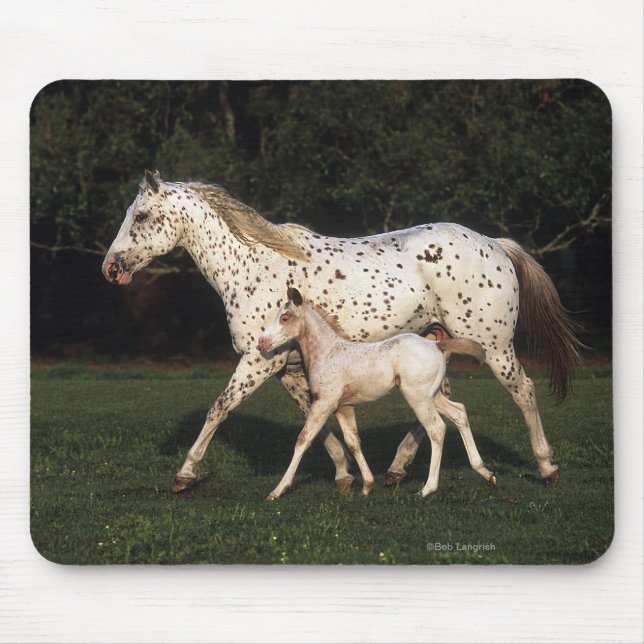 Tapis De Souris Jument et poulain d'Appaloosa dans le domaine (Devant)