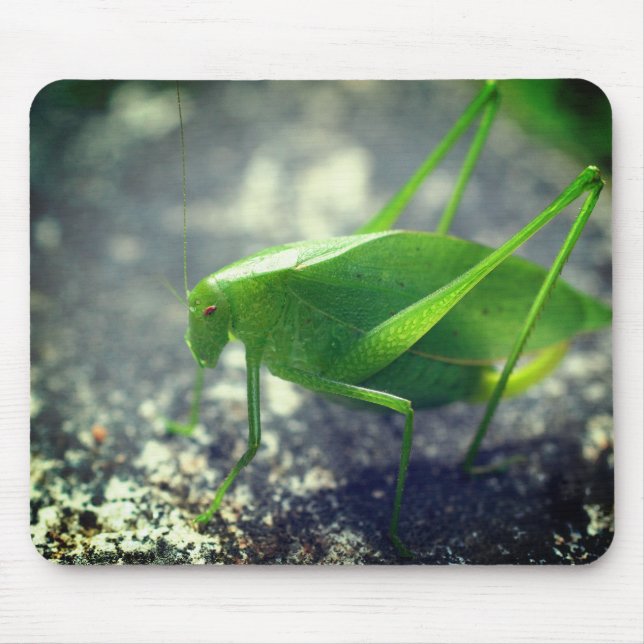 Tapis De Souris Katydid Grasshopper Nature (Devant)