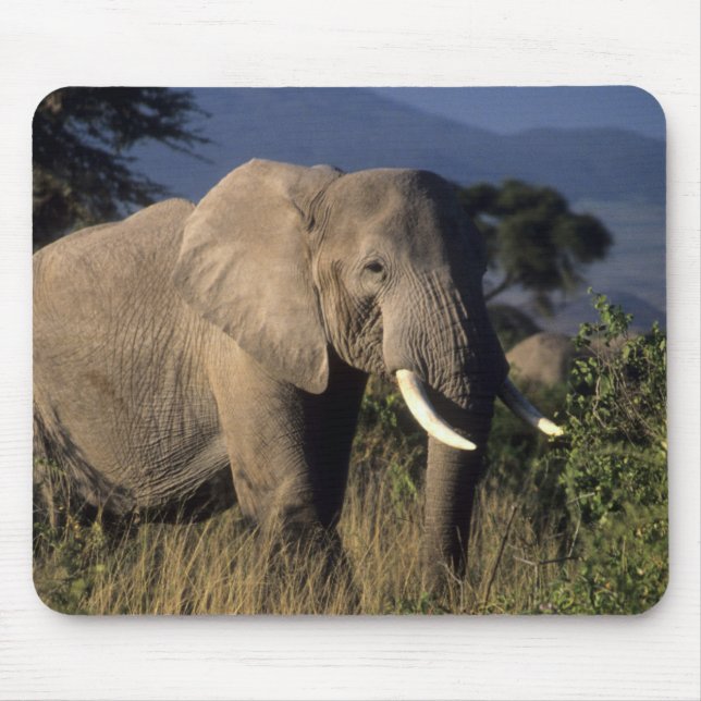 Tapis De Souris Kenya : Amboseli, éléphant africain masculin (Devant)