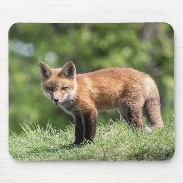 Tapis De Souris Kit de Fox rouge (Devant)