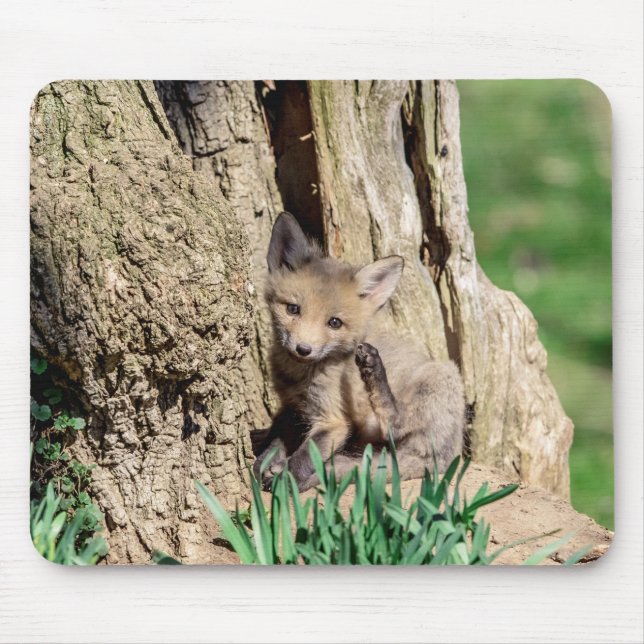Tapis De Souris Kit Fox dans la vallée de l'Hudson (Devant)