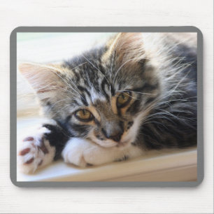 Tapis De Souris Kitten sur le tableau de bord de la souris